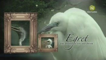 История жизни белой цапли / Egret - The Dramas of Life and Death (2011)