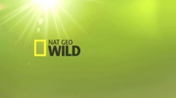 Дикая природа Миссисипи 1 серия. Во власти холода / NAT GEO WILD. Wild Mississippi (2011)