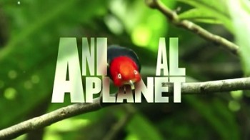 Загадочные животные острова Джао 2 серия / Animal Planet. The Secret (2009)