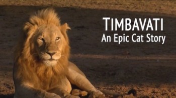 Тимбавати: мир диких кошек 1 серия. Царский прайд / Timbavati: An Epic Cat Story (2011)