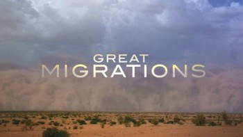 Великие миграции 7 серия. Ритм жизни / Great Migrations (2010)