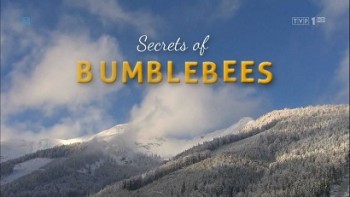 Секреты шмелей / Hummeln - Bienen im Pelz / Secrets of Bumblebees (2013) HD