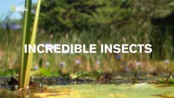 Удивительные насекомые / Incredible Insects (2015)