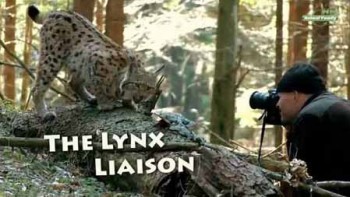Рысья жизнь / The Lynx Liaison (2010)
