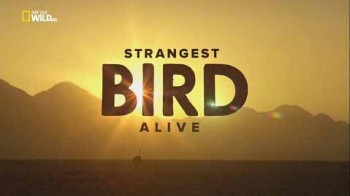 Жизнь необычной птицы / Strangest Bird Alive (2015)