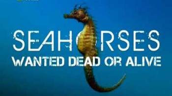 Разыскиваются морские коньки / Seahorses Wanted Dead or Alive (2010)