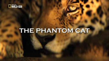 Неуловимая кошка / The Phantom Cat (2012) Full HD