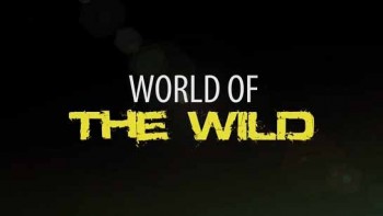 Мир дикой природы 01 серия. Амазонские джунгли / World of the Wild (2016)