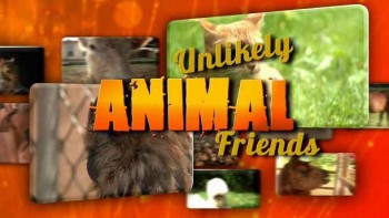 Странная дружба 3 сезон 2 серия. Утка, утка, кошка / Unlikely Animal Friends (2016)
