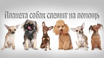 Планета собак спешит на помощь. Москва собачья (2016)