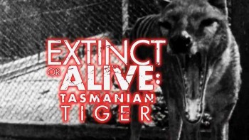 Живой или вымерший: Тасманский тигр (Сумчатый волк) / Extinct or alive: Tasmanian tiger (2016)