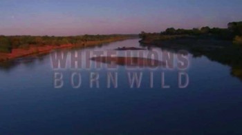 Дикие белые львицы 1 серия / White Lions Born Wild (2012)