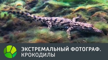 Крокодилы. Экстремальный фотограф (2016)