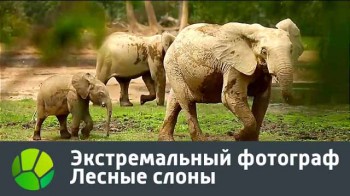 Лесные слоны. Экстремальный фотограф (2016)