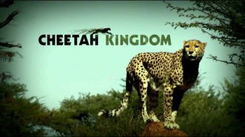 Царство гепардов 1 серия / Cheetah Kingdom (2010)