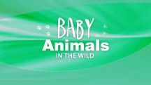 Детеныши в дикой природе 3 серия. Пприбрежные детеныши - утро / Baby animals in the wild (2015)