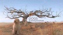 Удивительное семейство псовых 1 серия / Dogs — An amazing animal family (2017)