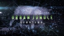 Городские джунгли 1 серия. Дикие гости / Urban Jungle (2014)