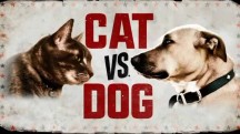 Кошка против собаки 3 серия. Мои кошки застряли в кладовке / Cat Vs. Dog (2017)