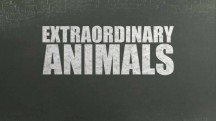 Необыкновенные животные 3 серия. Уникальный пес / Extraordinary Animals (2008)