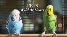 Питомцы дикие в душе 1 серия / Pets: Wild at Heart (2015)