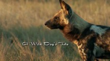 История одной гиеновой собаки / A Wild Dog's Tale (2012)