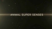 Уникальные способности животных. Обоняние / Super Senses: The Secret Power of Animals (2014)