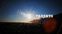 Лучшие родители в мире животных 3 серия / Animal Super Parents (2015)