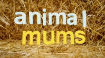 Заботливые мамы 1 серия. Новорожденные / Animal Mums (2015)