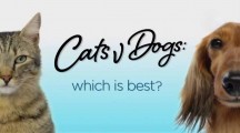Кошки и собаки: кто лучше? 2 серия / Cats v Dogs: Which Is Best? (2016)