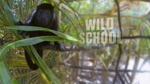Дикая школа 3 серия. Орангутанги / Wild School (2015)