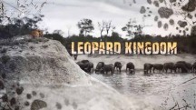 Царство леопардов / Leopard Kingdom (2018)