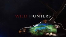 Дикие охотники. Кошки / Wild Hunters. Cats (2019)