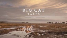 Большие кошки Кении 2 серия / Big Cat Tales (2018)