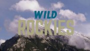 Дикие Скалистые горы 1 серия. Лесной баланс / Wild Rockies (2016)