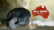 Дикие птицы Австралии 2 серия. Тайная жизнь Эму / Wild Birds of Australia (2016)