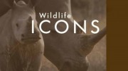 Герои дикой природы 1 сезон 7 серия. Гамадрилы Аваш / Wildlife Icons (2016)