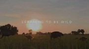 Журавль. Дорога домой / Learning to be Wild (2018)