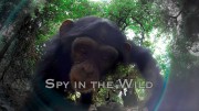 Шпионы в дикой природе 1 серия. Любовь / Spy in the Wild (2017) 4K