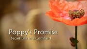 Что пророчит мак. Тайная жизнь полей / Poppy's Promise. Secret Life in a Cornfield (2010)