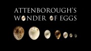 Чудо-яйца с Дэвидом Аттенборо / Attenborough's Wonder of Eggs (2018)