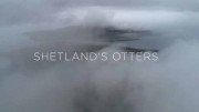 Шетландские выдры. Удивительная история одной семьи / Shetland's Otters. The Tale of a Draatsi Family (2019)