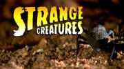 Странные существа 1 сезон 3 серия. Безобразные животные / Strange Creatures (2015)