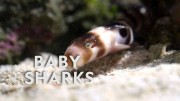 Акулье детство / Baby Sharks (2022)