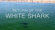 Возвращение белой акулы / Return of the White Shark (2023)