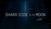 Акулы и Луна - удивительная связь / Shark Side of the Moon (2022)