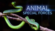 Спецназ животного мира (все серии) / Animal Special Forces (2018)
